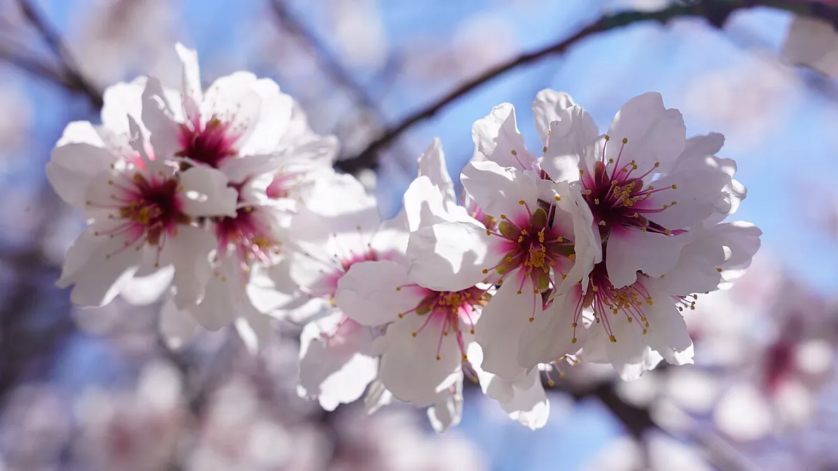 Cherry Blossoms: A Signal of Spring and Peak Bloom 9 Cherry Blossoms: A Signal of Spring and Peak Bloom