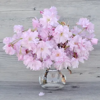 cherry-blossom-flower-room-decoration-idea